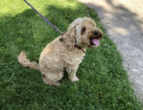 Millie, the lovable dog, capturing hearts on a guided heritage walk in Lancaster